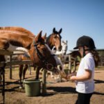 Girl feeding the horse in the ranch