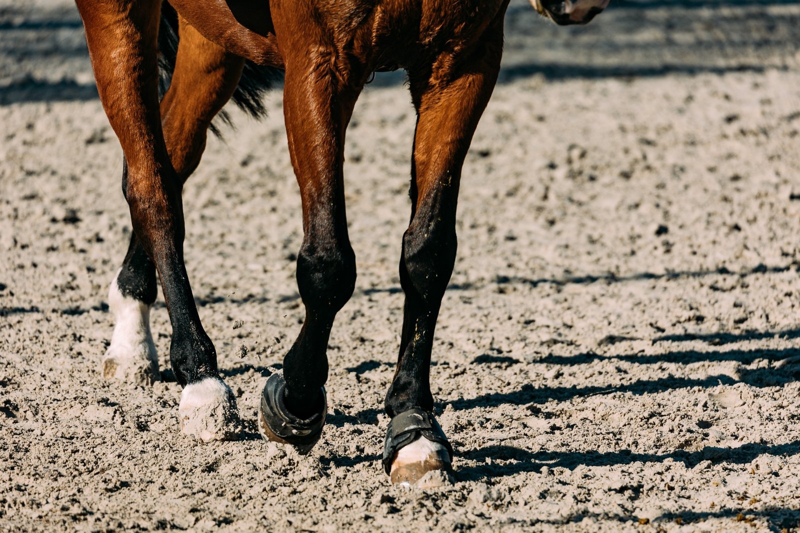 أفضل علاج لأوتار الخيل في السعودية